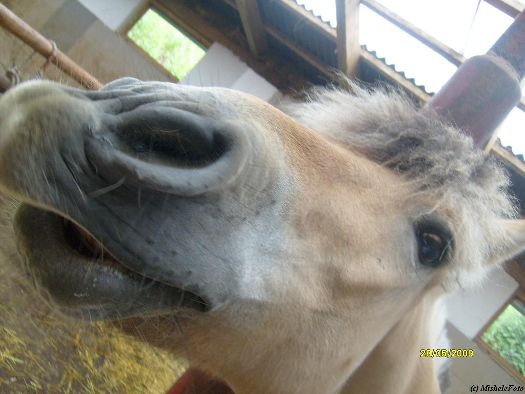 Dolis 30.5.09 048.jpg