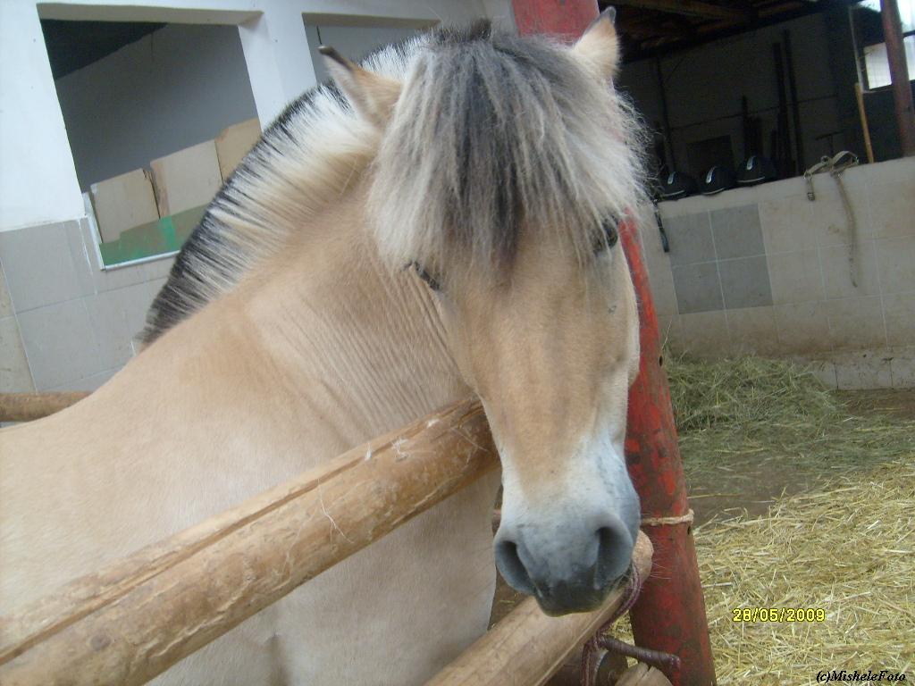 Dolis 30.5.09 036.jpg