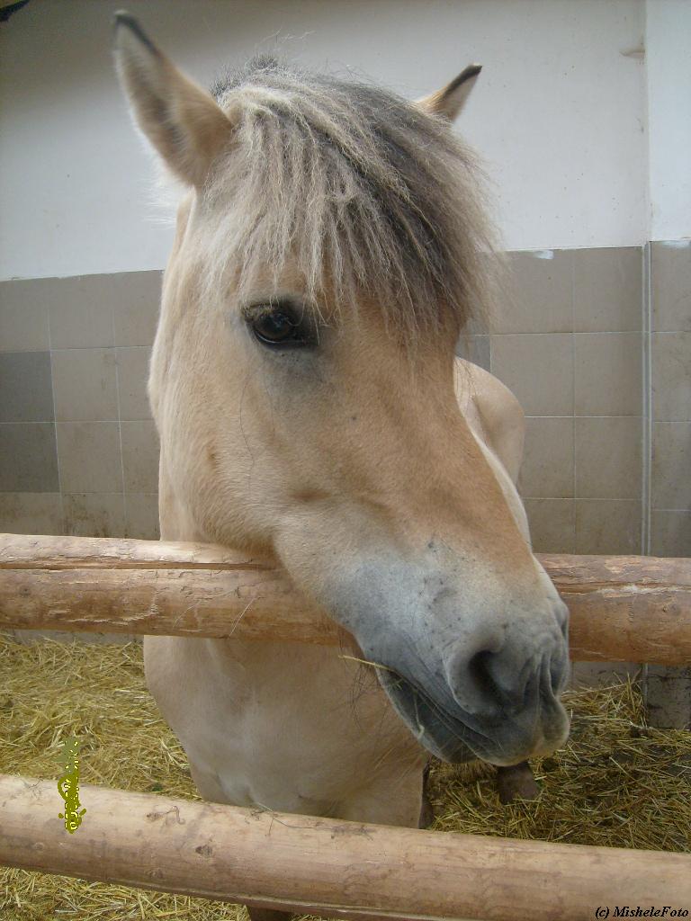 Dolis 30.5.09 045.jpg